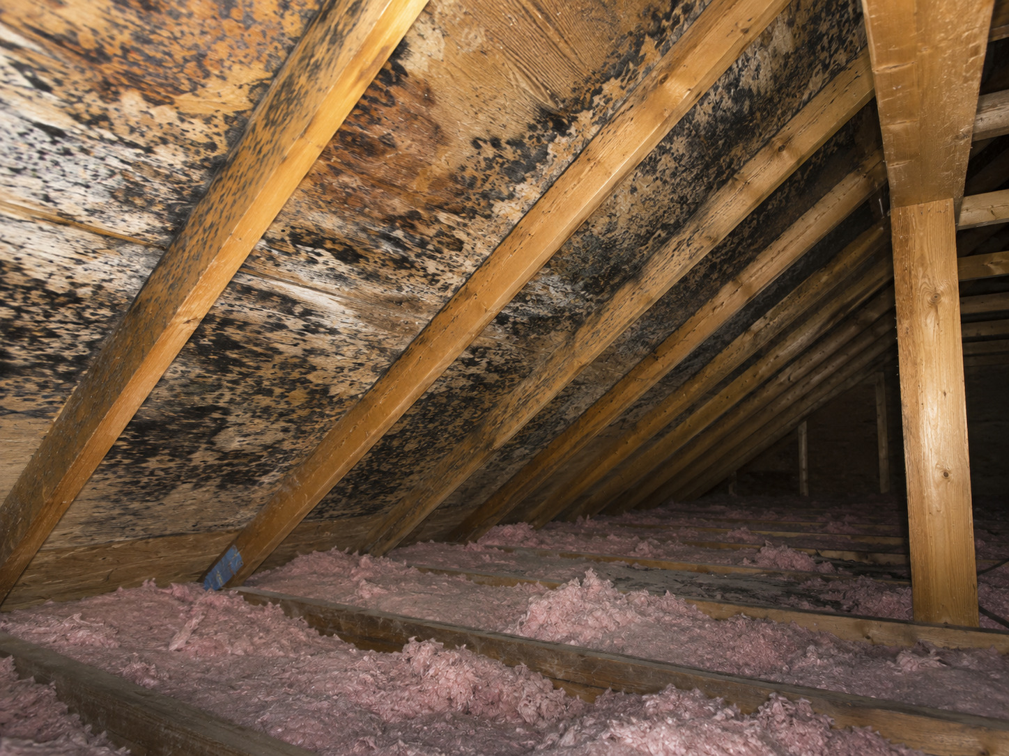 Attic with mold growth on wooden beams and structure