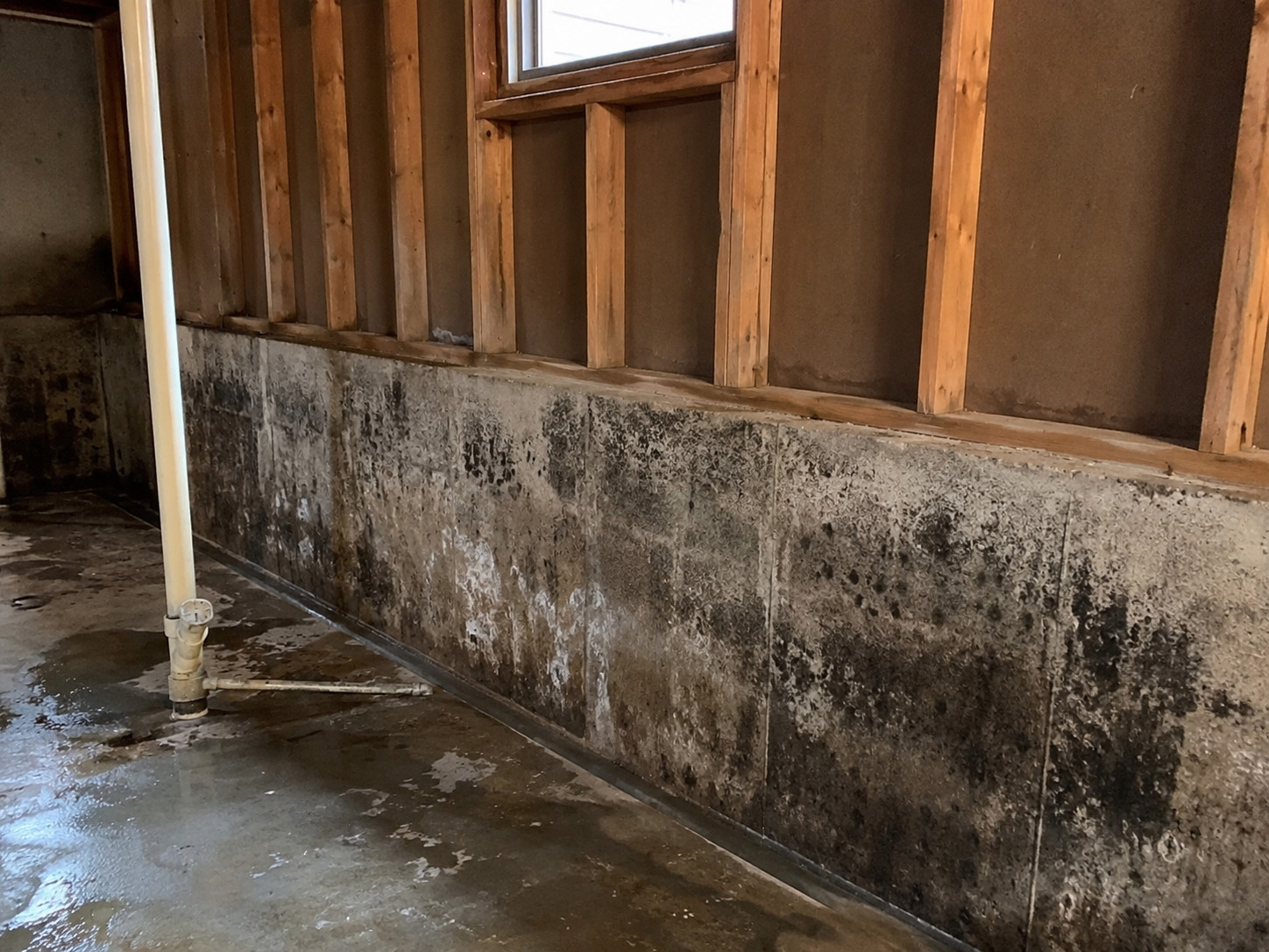 Basement with visible mold growth and moisture damage