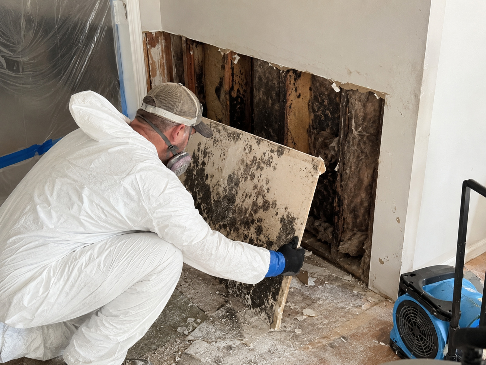 Mold damaged materials