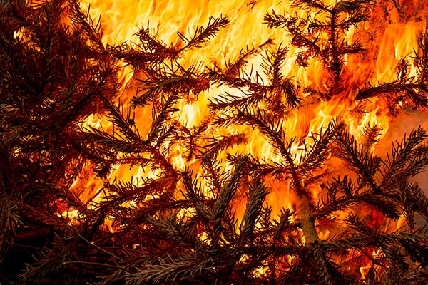 Christmas tree fire