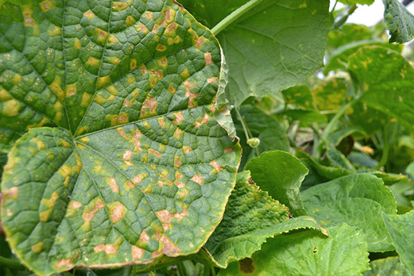 downy mildew