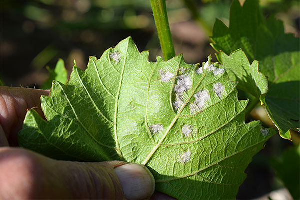 mold spores