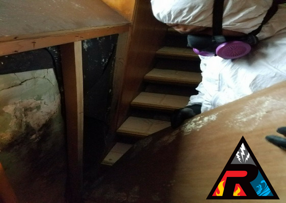 Rock Emergency professional performing mold remediation