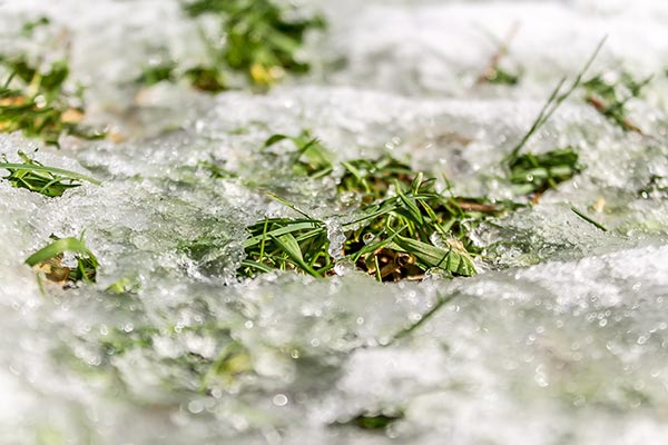 Grass-peeking-through-melting-snow-and-ice
